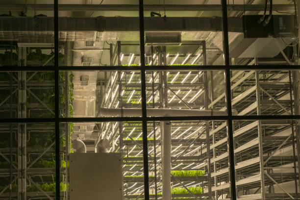 苗木放在窗户后面的架子上图片下载