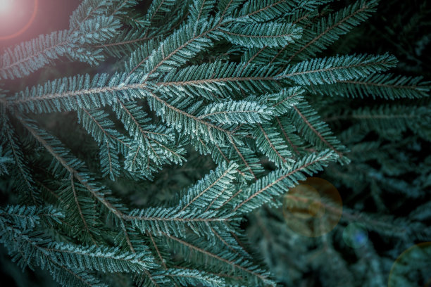 雪枞树枝，近了。常绿树枝上覆盖着霜冻。冬天和圣诞节的背景。图片下载
