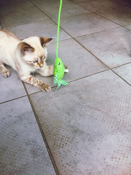 孟加拉小猫在玩玩具图片下载