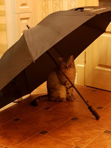 对那只猫来说是下雨天图片下载