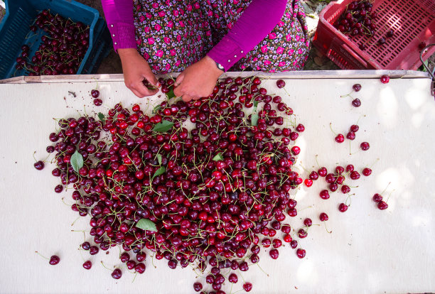 樱桃有选择性的工人图片下载