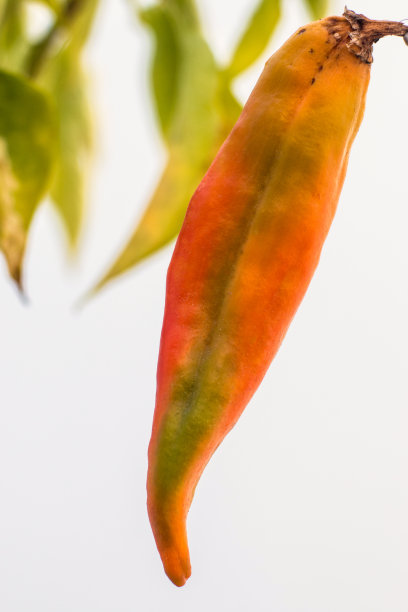 白辣椒变种图片下载