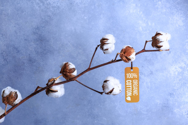 棉花花与标签有机概念在灰色图片下载