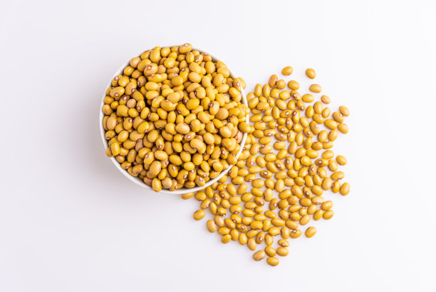 白底上分离的蚕豆，光线柔和，拉丁术语“菜豆”，拷贝空间图片下载