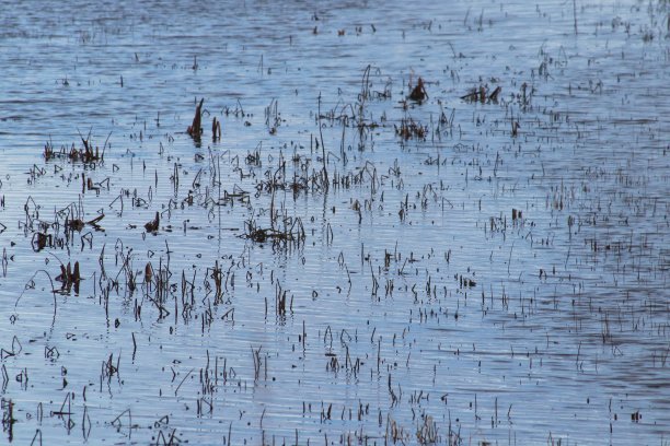 芦苇在池塘中生长的抽象背景图片下载