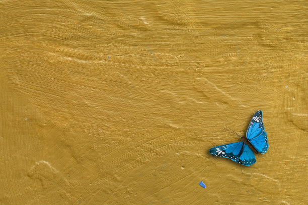 《老黄与蝴蝶》图片下载