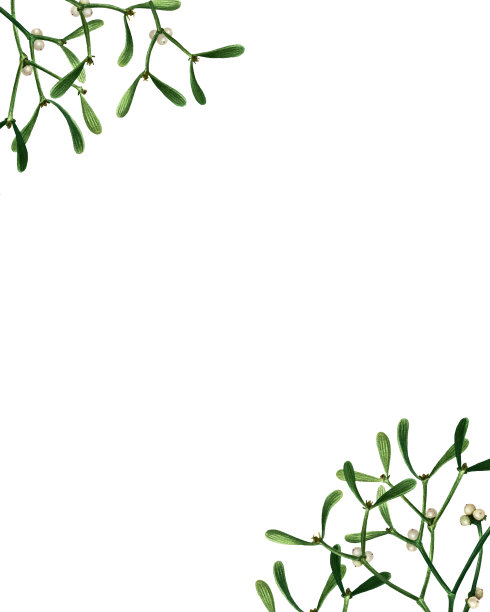 花的背景图片下载