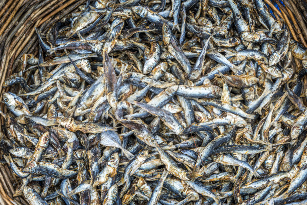 沙丁鱼图片下载