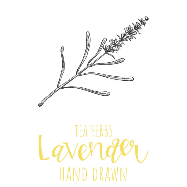 薰衣草药草手绘矢量图，隔离药草茶素描。图片下载