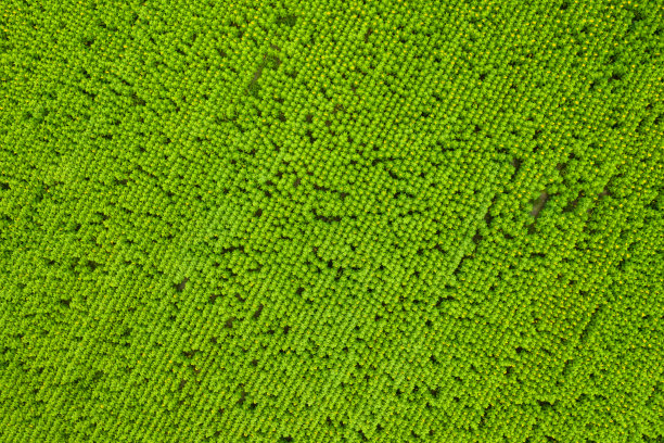 天顶的向日葵田图片下载