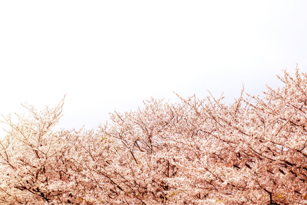 美丽的樱花在春天的时候，白色的天空。图片下载