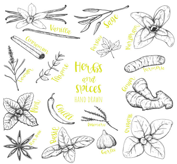 香料和香草手绘集。图片下载
