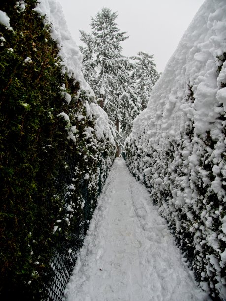 公元前维多利亚的冬天图片下载