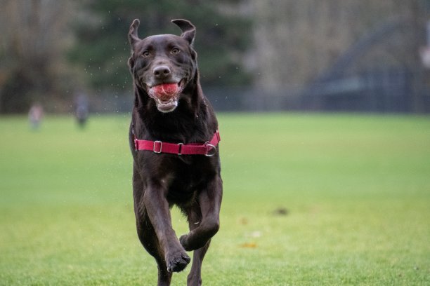 狗在下雨天玩接球图片下载