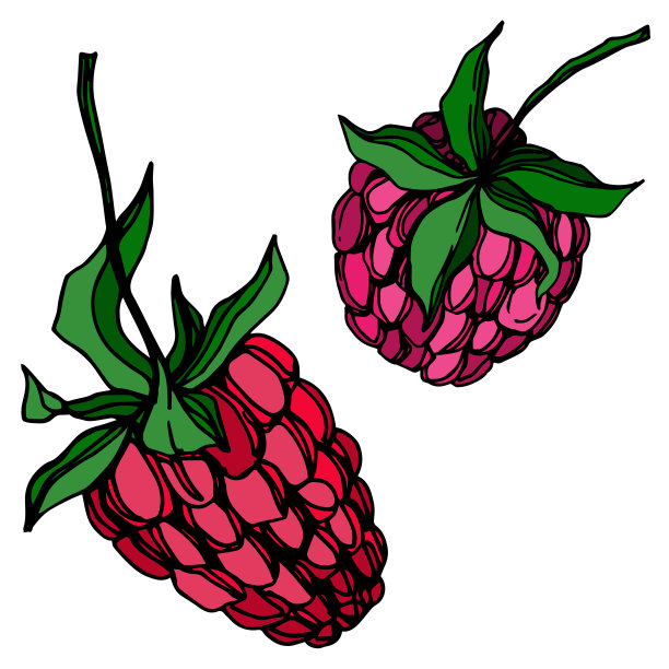 载体树莓健康食品鲜莓分离元素。黑白篆刻水墨艺术。图片下载