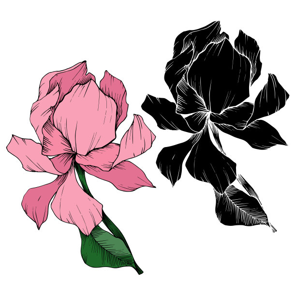 玉兰花载体植物花。黑白篆刻水墨艺术。孤立木兰插图元素。图片下载