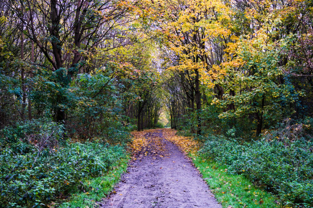 穿过树林的小路的风景照片图片下载