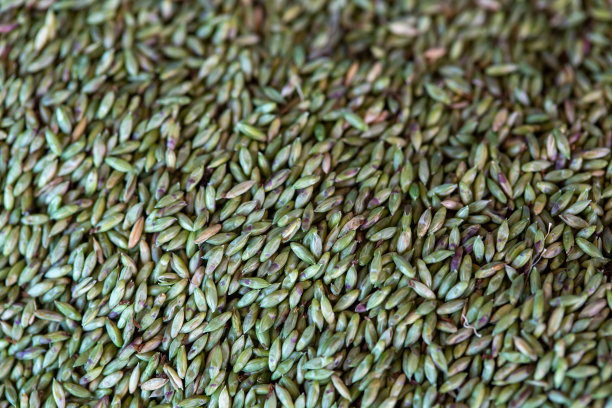 草籽的特写。紫色几内亚草籽，壁纸，设计元素背景图片下载