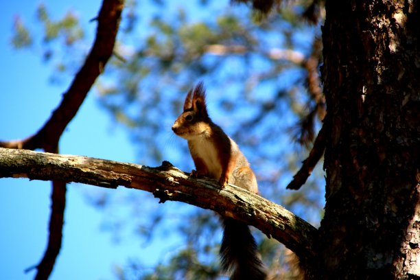松鼠站岗图片下载