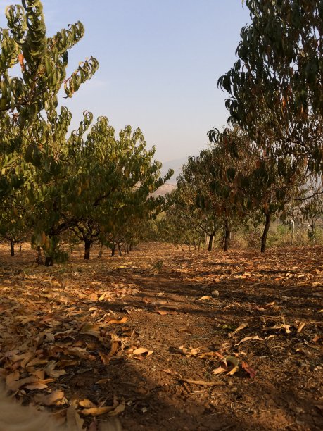 金色的秋天的场景图片下载