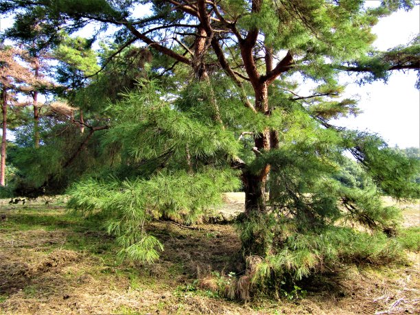 在日本，松、松、松和樱花是同样的象征。图片下载