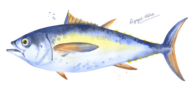 大眼金枪鱼插图图片下载