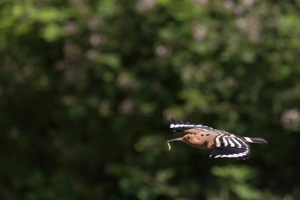 飞行中的戴胜鸟(乌pupa popops)图片下载