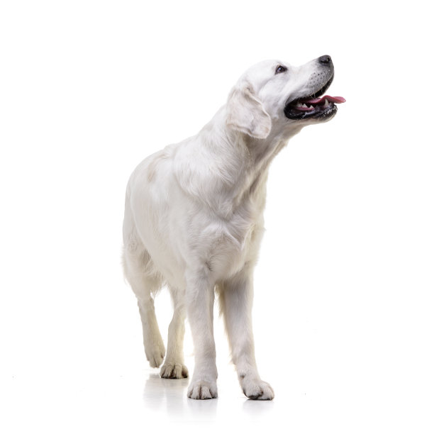 这是一只可爱的金毛猎犬的照片图片下载