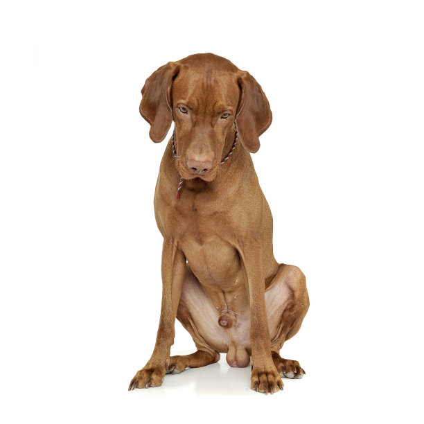 一只可爱的magyar vizsla坐在白色的背景上图片下载