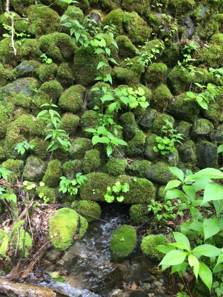 苔藓和河图片下载