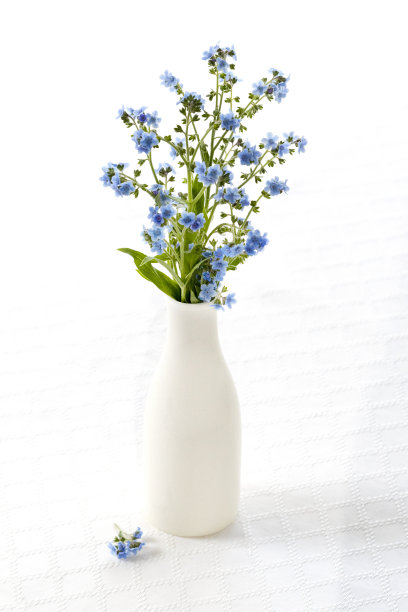 勿忘我图片下载