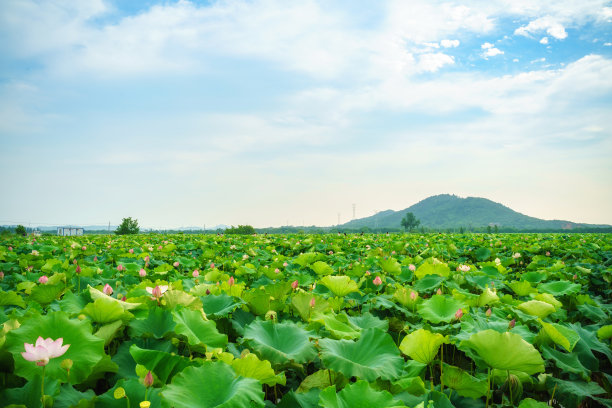中国亚洲池莲花池图片下载