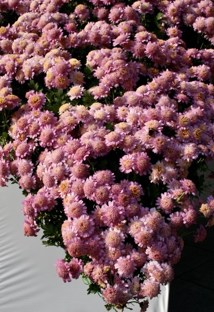 盛开的美丽的菊花图片下载