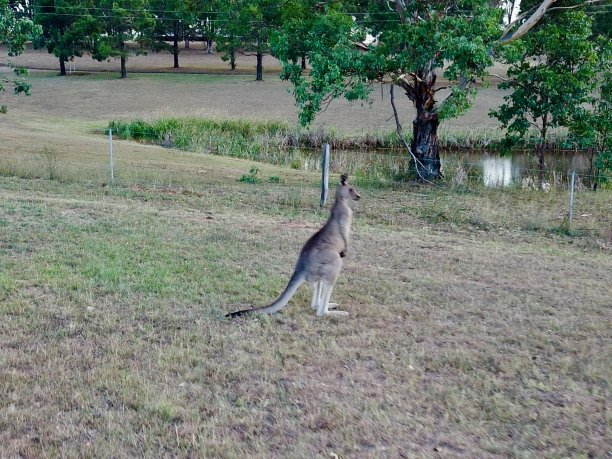 袋鼠在澳大利亚新南威尔士州悉尼猎人谷由无人机拍摄的照片图片下载