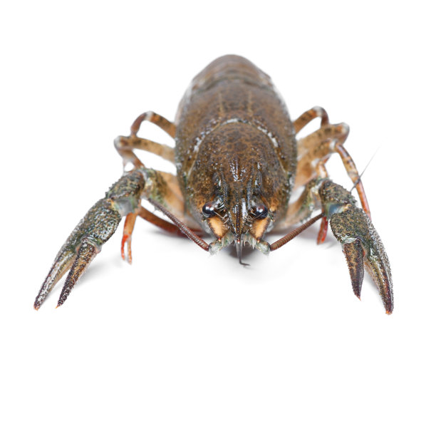 活着的小龙虾图片下载