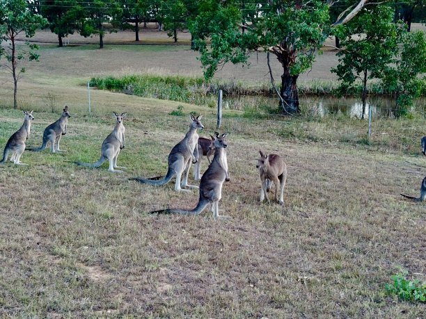 袋鼠在澳大利亚新南威尔士州悉尼猎人谷由无人机拍摄的照片图片下载