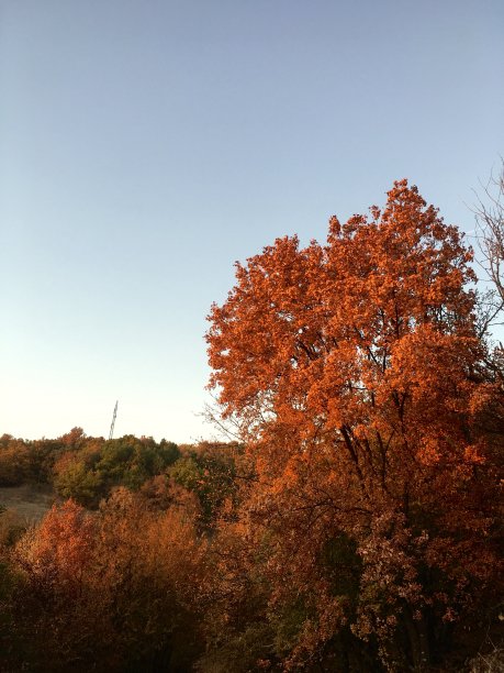 金色的秋天的场景图片下载