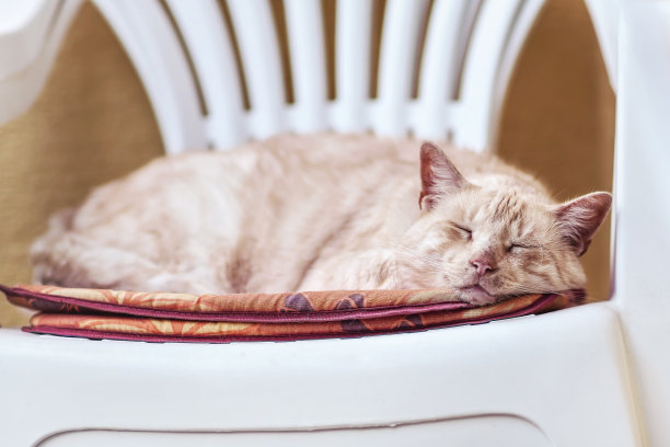 浅棕色的米黄色的猫睡在白色的塑料椅子上，浅景深的照片，梦幻的效果图片下载