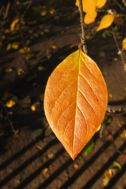 带有深色背景的黄色秋叶。秋天的季节。图片下载