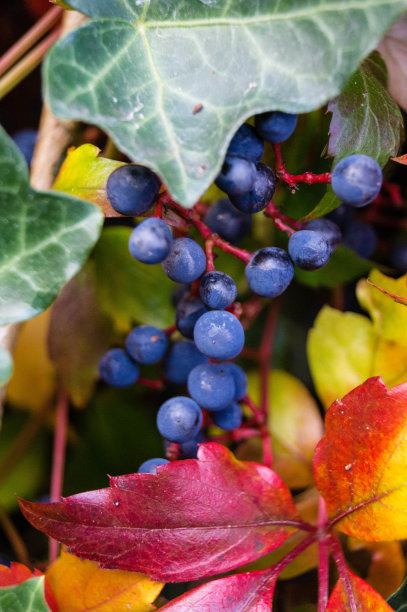 野葡萄酒图片下载