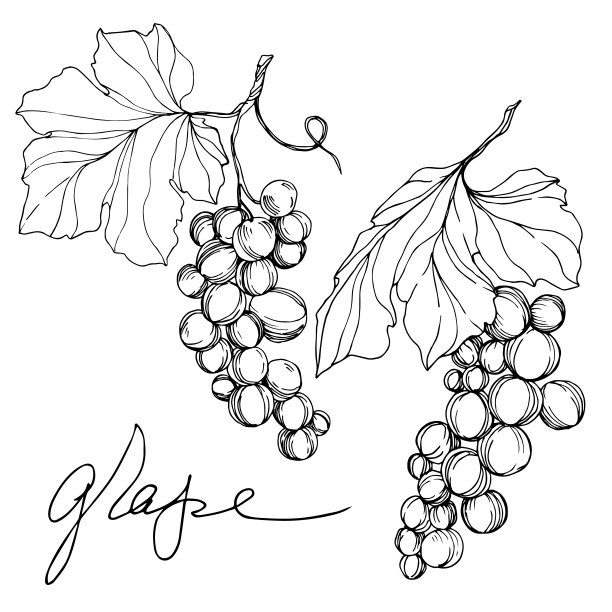 矢葡萄浆果健康食品。黑白篆刻水墨艺术。孤立葡萄插图元素。图片下载