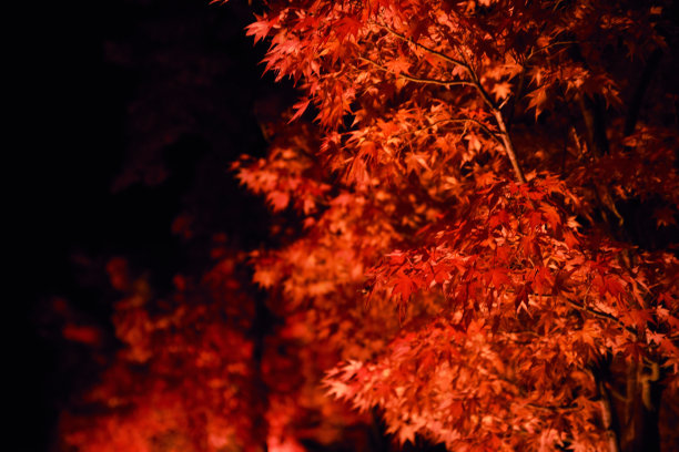 一棵漂亮的枫树图片下载