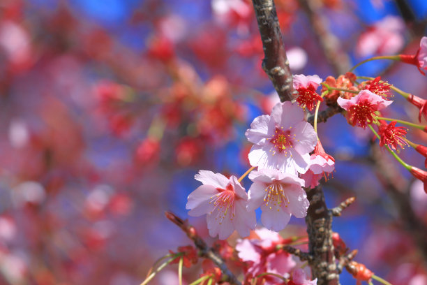日本的樱花在春天盛开图片下载
