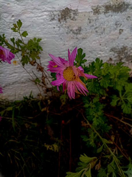 落花。Nowember。图片下载