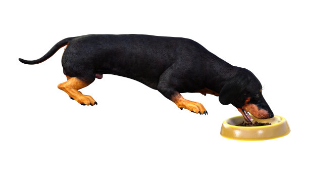 3D插图腊肠犬在白色图片下载