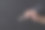 男子使用传统木筷子，背景暗。设计空白图片下载