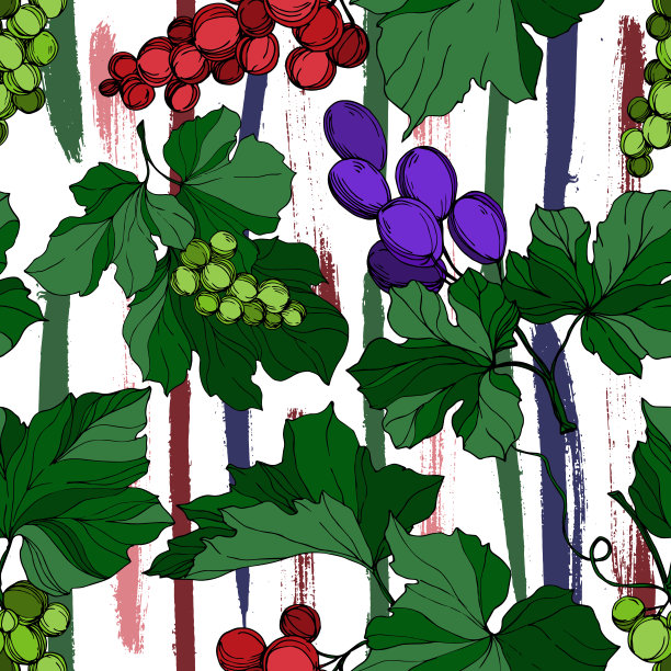 矢葡萄浆果健康食品。黑白篆刻水墨艺术。无缝的背景图案。图片下载