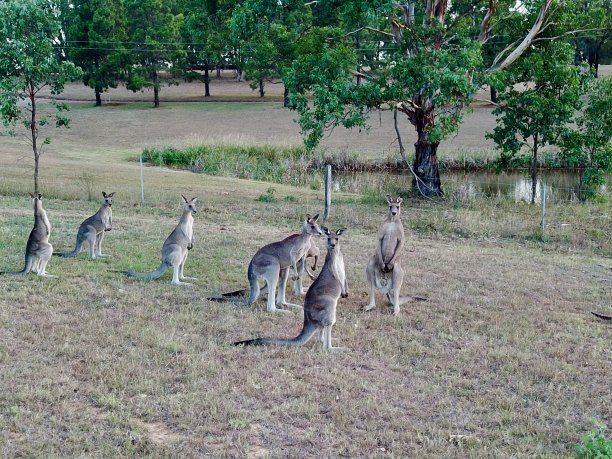 袋鼠在澳大利亚新南威尔士州悉尼猎人谷由无人机拍摄的照片图片下载
