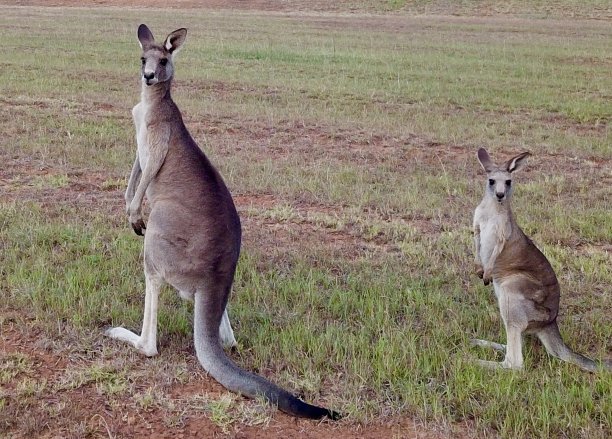 袋鼠在澳大利亚新南威尔士州悉尼猎人谷由无人机拍摄的照片图片下载