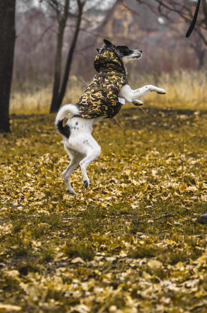 狗执行跳跃命令，照片在森林中移动。枪口的有趣表达，模因图片下载